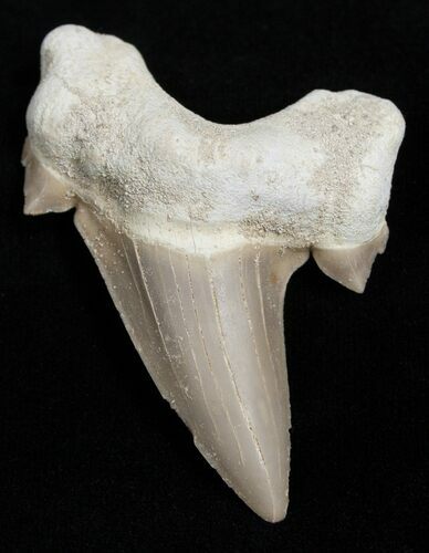 High Quality Otodus Fossil Shark Tooth #2228